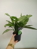 Aglomena Aglaonema Maria Christina Aglonema