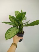 Aglomena Aglaonema Maria Christina Aglonema