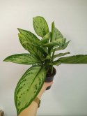 Aglomena Aglaonema Maria Christina Aglonema