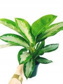 Aglomena Diamond Bay Aglaonema