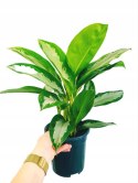 Aglomena Diamond Bay Aglaonema