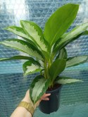 Aglomena Diamond Bay Aglaonema