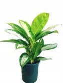 Aglomena Diamond Bay Aglaonema