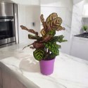 Calathea Makoyama kalatea Marantowate Modląca się roślina XL