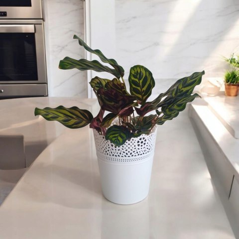 Calathea Makoyama kalatea Marantowate Modląca się roślina L