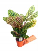 Calathea Makoyama kalatea Marantowate Modląca się roślina XL