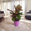 Calathea Makoyama kalatea Marantowate Modląca się roślina XL