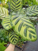 Calathea Makoyama kalatea Marantowate Modląca się roślina XL