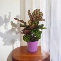 Calathea Makoyama kalatea Marantowate Modląca się roślina XL