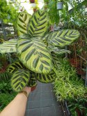 Calathea Makoyama kalatea Marantowate Modląca się roślina XL