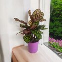 Calathea Makoyama kalatea Marantowate Modląca się roślina XL