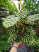 Calathea Makoyama kalatea Marantowate Modląca się roślina XL