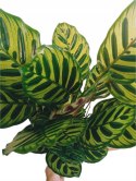 Calathea Makoyama kalatea Marantowate Modląca się roślina XL