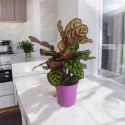 Calathea Makoyama kalatea Marantowate Modląca się roślina XL