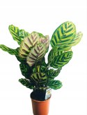 Calathea Makoyama kalatea Marantowate Modląca się roślina XL