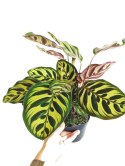 Calathea Makoyama kalatea Marantowate Modląca się roślina L