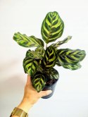 Calathea Makoyama kalatea Marantowate Modląca się roślina L