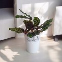 Calathea Makoyama kalatea Marantowate Modląca się roślina L