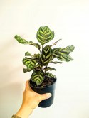 Calathea Makoyama kalatea Marantowate Modląca się roślina L