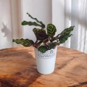 Calathea Makoyama kalatea Marantowate Modląca się roślina L