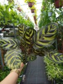 Calathea Makoyama kalatea Marantowate Modląca się roślina L