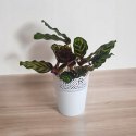 Calathea Makoyama kalatea Marantowate Modląca się roślina L