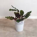 Calathea Makoyama kalatea Marantowate Modląca się roślina L