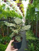 Calathea Makoyama kalatea Marantowate Modląca się roślina L