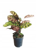 Calathea Makoyama kalatea Marantowate Modląca się roślina L