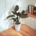 Calathea Sanderiana RÓŻOWA W PASKI kalatea Marantowate