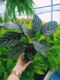 Calathea Sanderiana RÓŻOWA W PASKI kalatea Marantowate