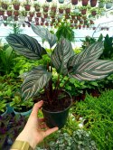 Calathea Sanderiana RÓŻOWA W PASKI kalatea Marantowate