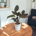 Calathea Sanderiana RÓŻOWA W PASKI kalatea Marantowate