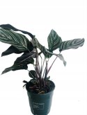 Calathea Sanderiana RÓŻOWA W PASKI kalatea Marantowate