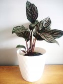 Calathea Sanderiana RÓŻOWA W PASKI kalatea Marantowate