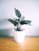 Calathea Sanderiana RÓŻOWA W PASKI kalatea Marantowate