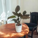 Calathea Sanderiana RÓŻOWA W PASKI kalatea Marantowate