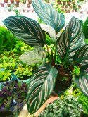 Calathea Sanderiana RÓŻOWA W PASKI kalatea Marantowate