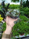 Ceropegia Woodi Serduszka na Sznurku Sznur Serduszek łańcuch Serc don 9 cm