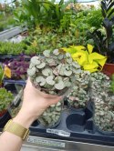 Ceropegia Woodi Serduszka na Sznurku Sznur Serduszek łańcuch Serc don 9 cm