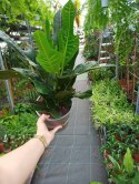 Codiaeum Variegatum Excellent Kroton doskonały Trójskrzyn pstry