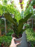 Codiaeum Variegatum Excellent Kroton doskonały Trójskrzyn pstry