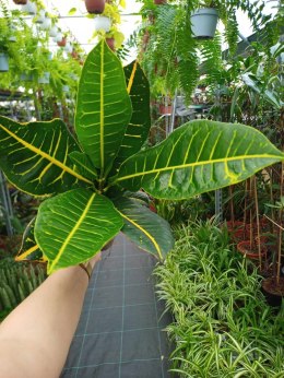 Codiaeum Variegatum Petra Kroton doskonały Trójskrzyn pstry