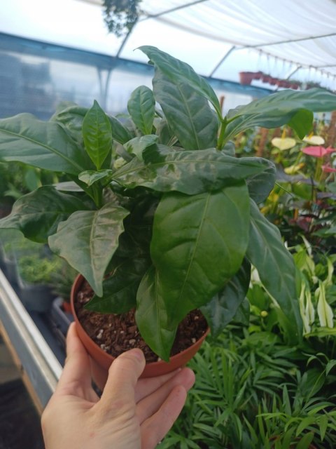 Coffea Arabica Kawa Arabska Kawowiec Coffea Arabica Kawa Arabska Kawowiec