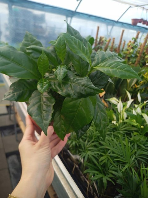 Coffea Arabica Kawa Arabska Kawowiec Coffea Arabica Kawa Arabska Kawowiec