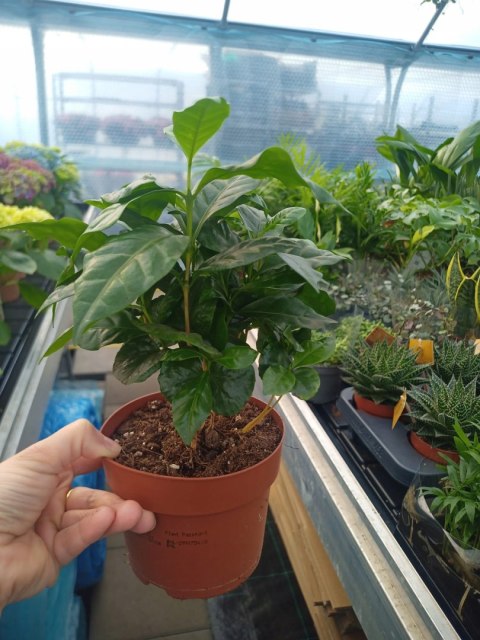 Coffea Arabica Kawa Arabska Kawowiec Coffea Arabica Kawa Arabska Kawowiec