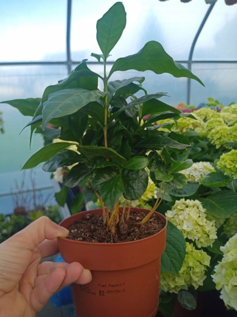 Coffea Arabica Kawa Arabska Kawowiec Coffea Arabica Kawa Arabska Kawowiec