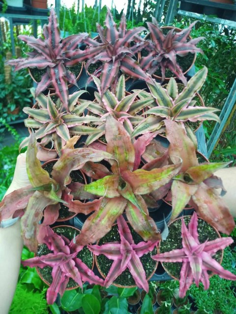 Cryptanthus Bromelia gwiazda ziemska skrytokwiat XXL