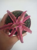 Cryptanthus Bromelia gwiazda ziemska skrytokwiat XXL