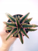 Cryptanthus Bromelia gwiazda ziemska skrytokwiat XXL